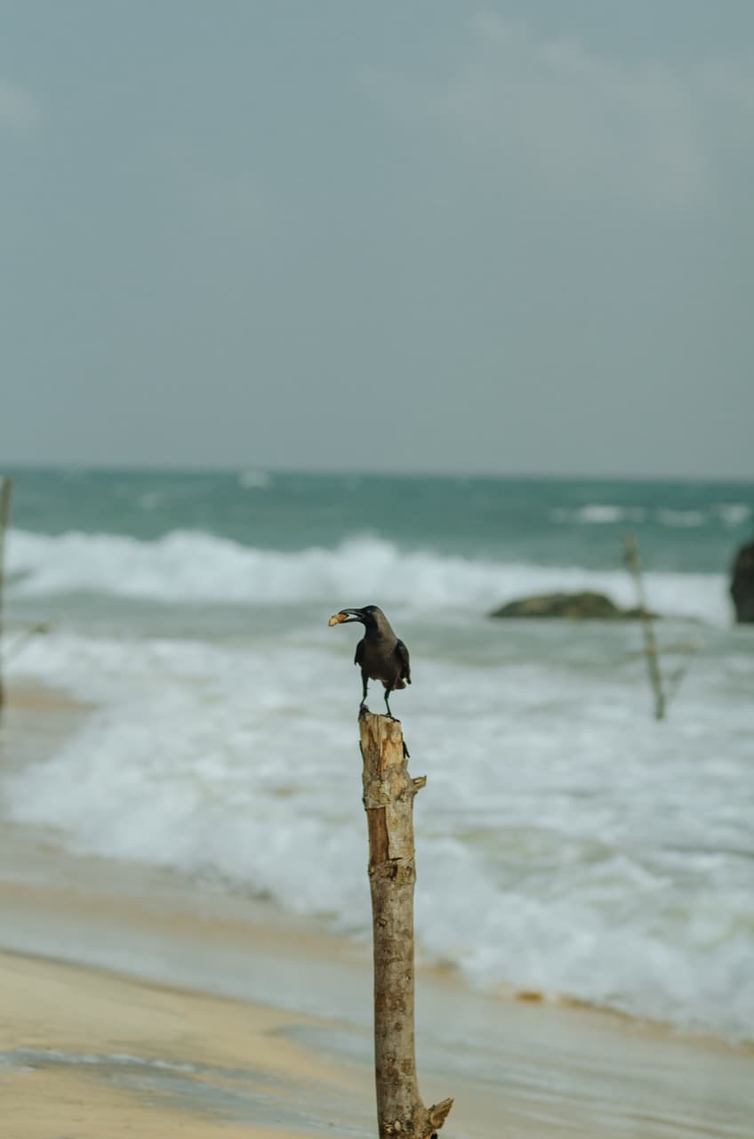 Превью Sri Lanka 2022